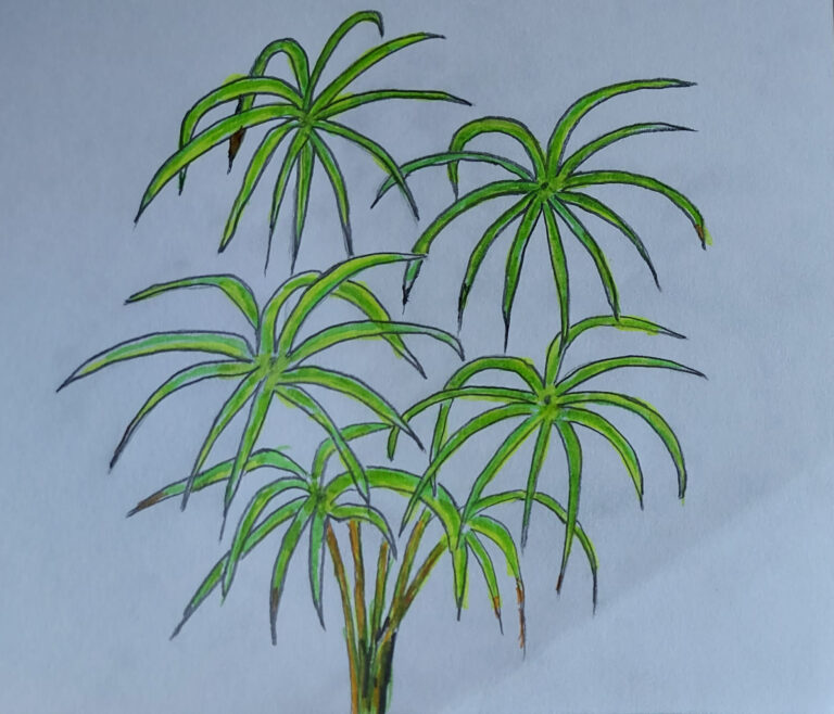 Palm Tree