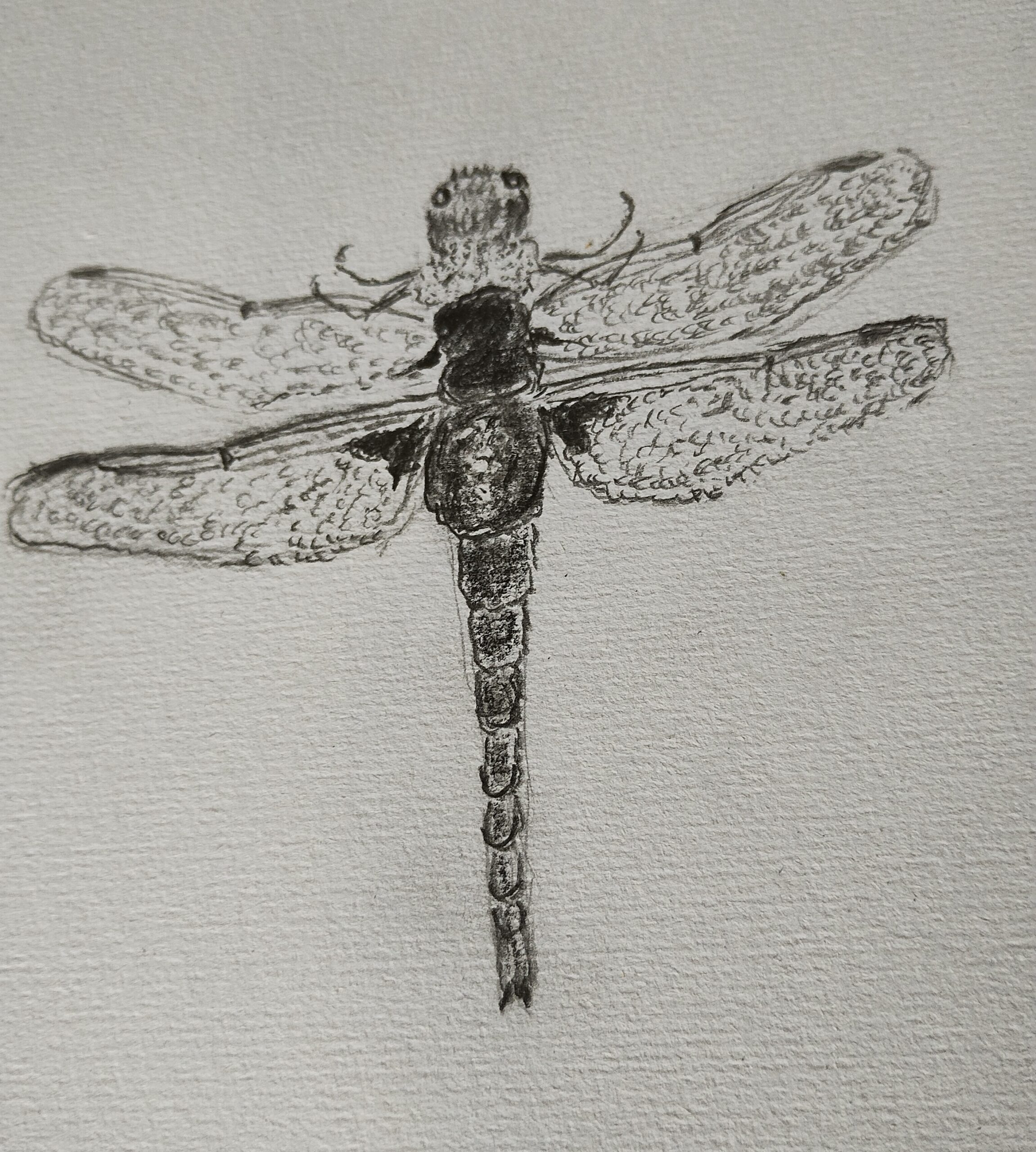 Dragonfly Sketch