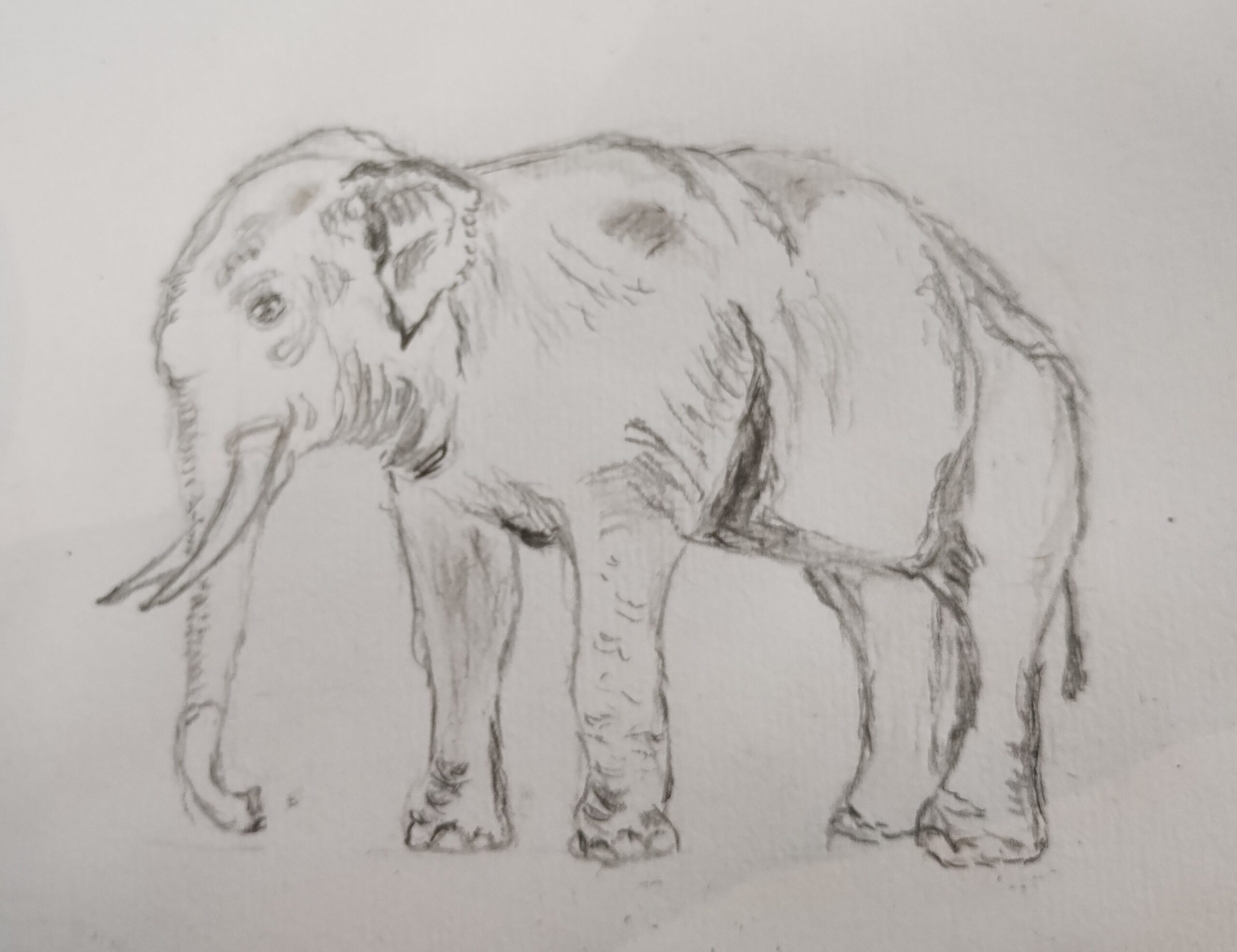 Elephant sketch